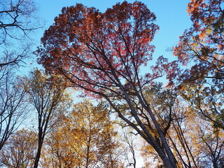 dramatic fall foliage under sunlight