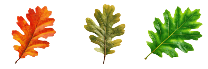 Three oak leaves showing autumn colors and green foliage isolated on a transparent background leaf fall