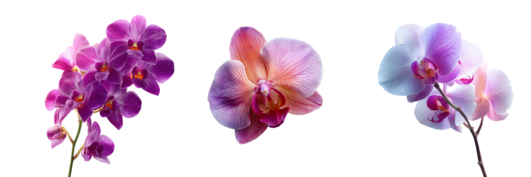 Three orchid flower clusters in vibrant pink purple and peach hues isolated on a transparent background