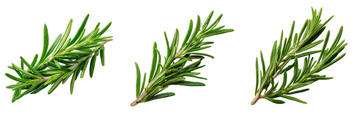Three fresh green rosemary sprigs with detailed needles isolated on a transparent background herb spice
