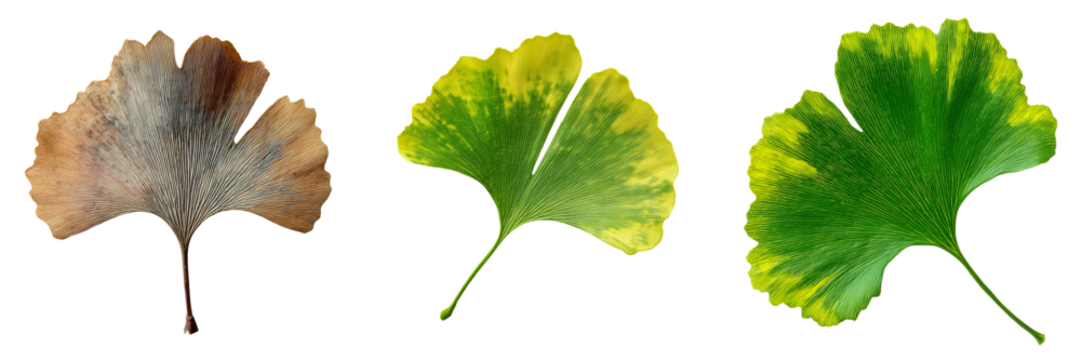 Three Ginkgo Biloba leaves showing different stages of color and decay isolated on a transparent background