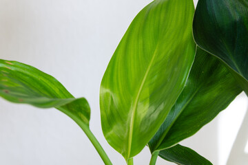 Obraz premium Close-up detail of healthy, glossy, and vibrant green houseplant leaves with prominent midribs and vertical veins against a soft, bright white background.