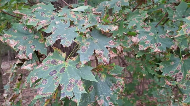 Fungal disease that affects maples. Rhytisma acerola - pathogenic fungus that attacks maple leaves, often called as black spot. Fungus causes early leaf fall and disperses spores on the ground
