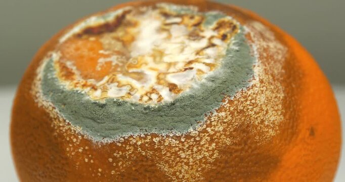 Rotten mandarin. Tangerine covered with mold with aflatoxins. Rotten citrus fruit rotates on grey background