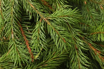 Christmas tree branches as background, above view