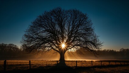 Fototapeta premium Tree bare field sun rays frost fence landscape sky serene peaceful winter nature outdoors morning light generative AI