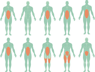 Human Muscle Focus Vector Set Showing Targeted Areas for Exercise, Anatomy, Fitness Training, Physiology, Medical Illustration, and Body Engagement