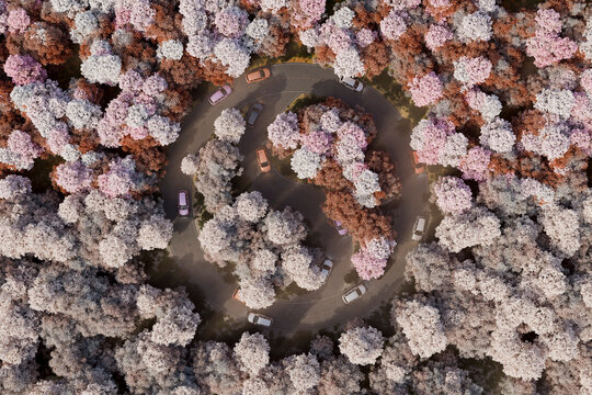 Circular Ying-Yang 3D road in pastel forest during fall