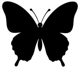butterfly vector illustration silhoutte