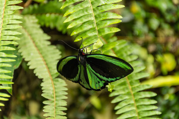 Mariposa verde y negra sobre hojas de helecho