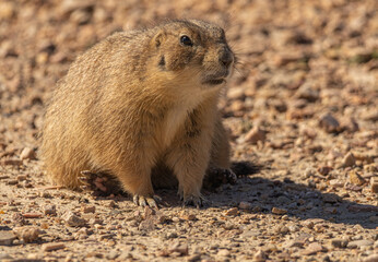 Prairie dogs (Cynomus ludovicanus) in the Badlands National Park in South Dakota