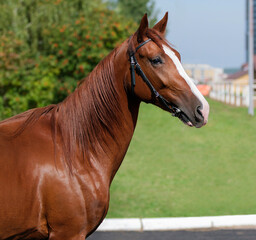 Horse. Portrait. Close-up. A thoroughbred horse of the Oryol Trotter breed. Harness racing. Trotting horse race