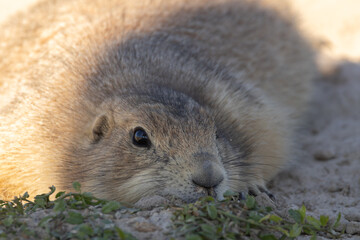 A prairie dog preparing to take and afternoon nap in the Badlands National Park in South Dakota