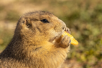 Cute prairie dog eating a cracker that it found on the ground