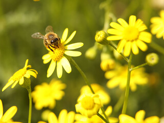 A bee collects nectar from a yellow wildflower. Macro of an insect on a plant with a blurred background. Harvesting. Pollination of plant flowers. Flora and fauna of the temperate region