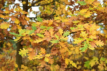 autumn leaves in the park, colorful seasonal nature background