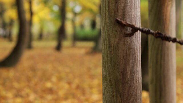 Branch rubs gently against wooden pole, branch movement under autumn breeze, branch texture highlighted by soft light, moment of nature simplicity and calm detail.