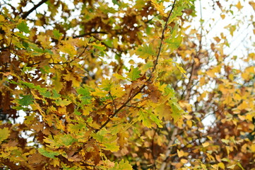 autumn leaves in the park, colorful seasonal nature background