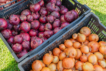 Close up of fresh vegetables on display at an outdoor farmers' market-supermarket including red and yellow onions.