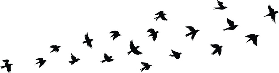Silhouette flock of birds flying together in the sky, migratory birds in motion, wildlife freedom concept, minimalist black and white vector illustration