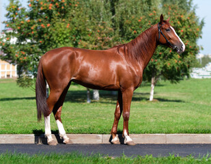 Horse. A thoroughbred horse of the Oryol Trotter breed. Harness racing. Trotting horse race. Side view. In full growth