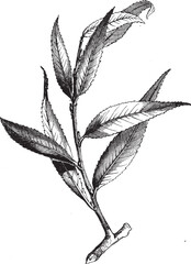 Foliage of the Huntingdon WIllow. Floral Tree Illustration in Black Ink