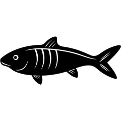 Barred Knifejaw Silhouette Vector on White