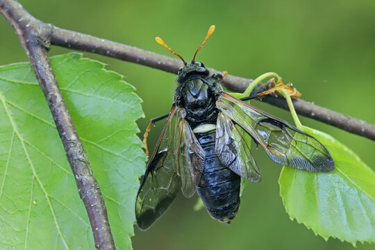 Birch sawfly, Cimbex femoratus on a branch of birch, Betula.