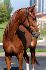 Horse. Portrait. Close-up. A thoroughbred horse of the Oryol Trotter breed. Harness racing. Trotting horse race