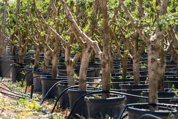 Tree nursery with potted saplings and irrigation system in sunlit environment