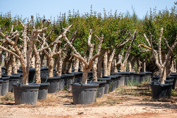 Potted trees in nursery under blue sky: growth and agriculture in nature's playground