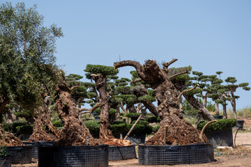 Olive trees with unique pruning in nursery garden under clear sky