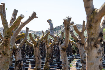 Pruned olive trees in pots: eco-friendly urban gardening solutions