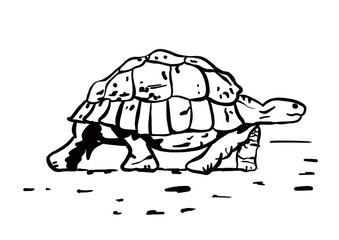 tortoise doodle vector illustration black and white sketch on white background