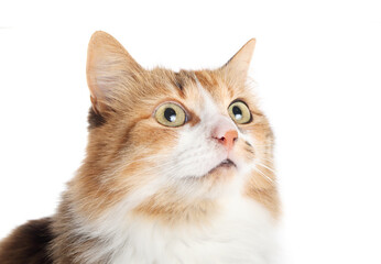 Cat with snotty nose or runny nose. Cat with nasal discharge from allergies, upper respiratory infection or polyps. When to seek veterinary care or try home remedies. Selective focus.