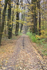 Fototapeta premium path in the woods