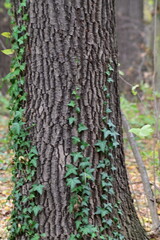 autumn nature background, tree, ivy, colorful leaves, fall season, close-up, natural texture, foliage, woodland atmosphere, soft light, outdoor scenery