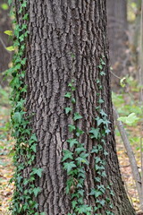 autumn nature background, tree, ivy, colorful leaves, fall season, close-up, natural texture, foliage, woodland atmosphere, soft light, outdoor scenery