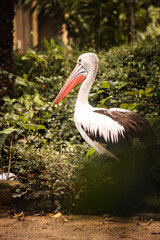 A beautiful pelican at the zoo on a summer day next to a pond
