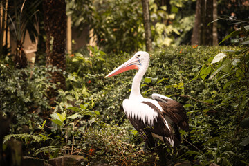 A beautiful pelican at the zoo on a summer day next to a pond
