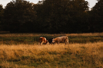 herd of cows in the pasture