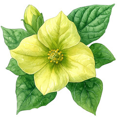 Nicotiana Alata Flower, watercolor painting vector, isolated on a white background.