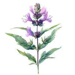 Monarda Flower, watercolor painting vector, isolated on a white background.
