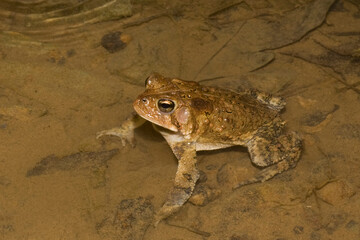 Fowler's Toad observed in a stream at night in Moncure, NC, March 11, 2009.
