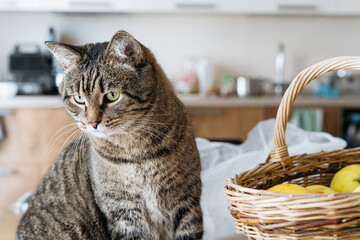 Close-up of a tabby cat sitting near a wicker basket filled with yellow apples in a cozy kitchen setting.