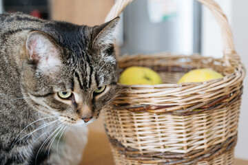Close-up of a tabby cat sitting near a wicker basket filled with yellow apples in a cozy kitchen setting.