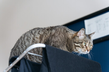 Tabby cat with green eyes crouching on clothes dryer, looking attentively forward, like a hunter