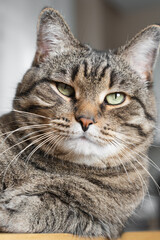Close-up portrait of a tabby cat with green eyes looking calmly at the camera, detailed fur texture and soft lighting.