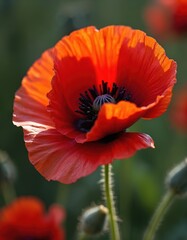 Fototapeta premium Bright red poppy flower with delicate petals glows in soft sunlight against a blurred green background. Blooming plant detail in natural setting.