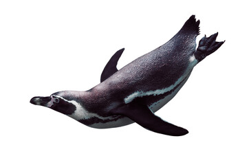 Swimming penguin underwater isolated on white background